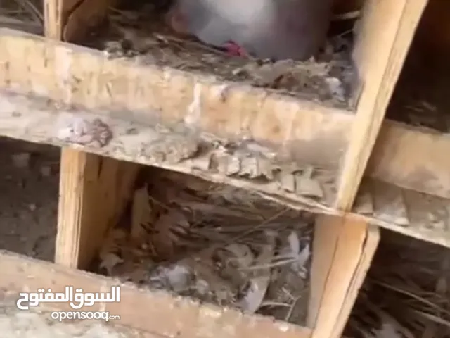 حمام سلفر فرنسي مشروع حمام لاحم