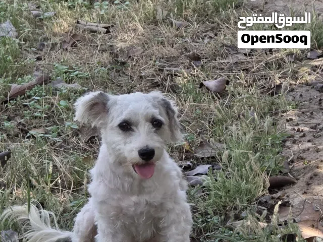 كلبة مالطي للبيع