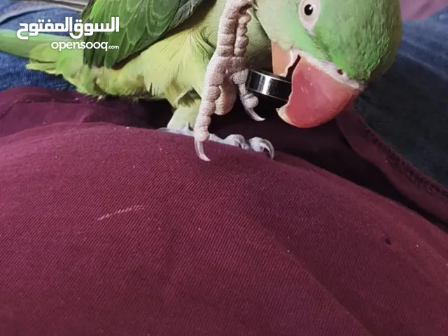 للبدل جوز حسون مستوى اول منتج + ببغاء كساندرا ذكر فحل اليف متكلم حجم دبل دبل دبل جامبو صحه ونضافه
