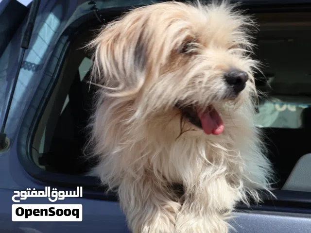كلب مالتيز للبيع