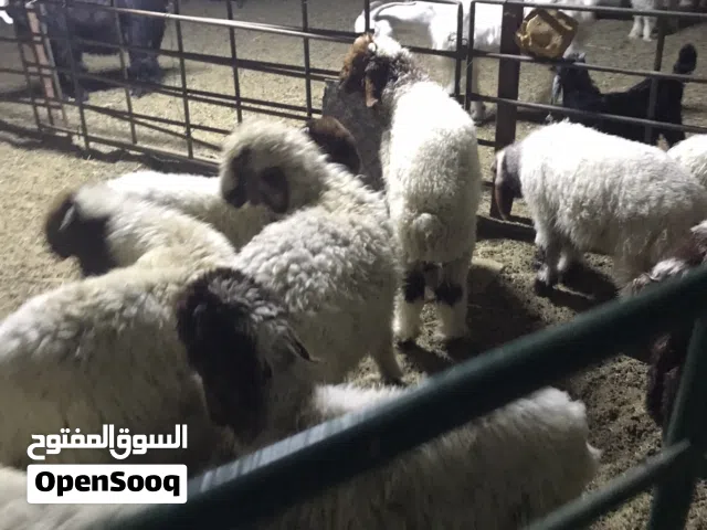 للبيع اغنام وماعز من العمر 2 الى 4