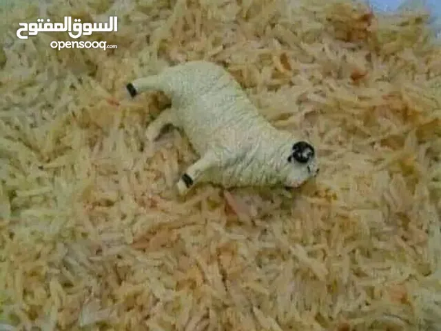 جربايه مع سديه مستشفئ