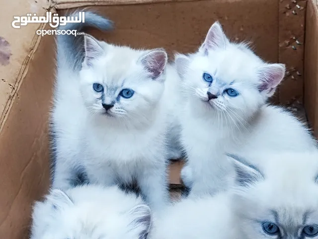 السلام عليكم للبيع 5 قطط عمرهن شهرين قبل اسبوع امهن فطمتهن صحتهن كلش زينه يحبن اللعب و عيونهن زرق م