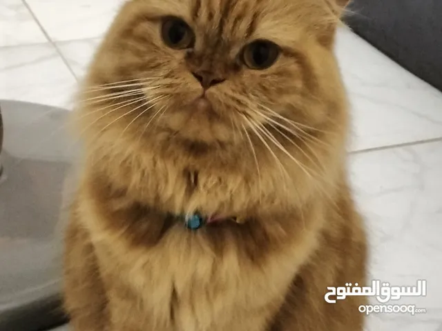 قطه بيرشن بيور وجميله