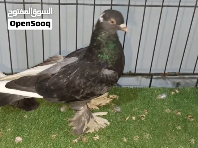 متاح 5 ادكوره هزاز  بيع معا بعض المكان غوط الشعال شارع 10 للتواصل علي الخاص