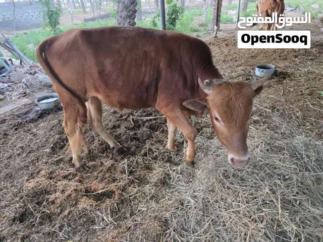 للبيع ثيران وعجله عمانيات وثيران خارجيات مطعومات وسمان ما شاء الله