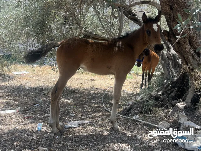 رافت الغزال g