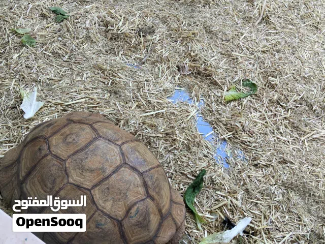 مطلوب سلاحف صغيرة بسعر الجملة