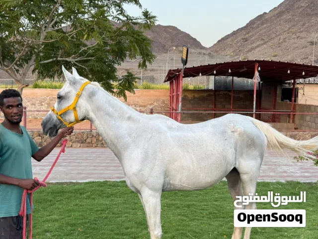 فرس عربية للبيع
