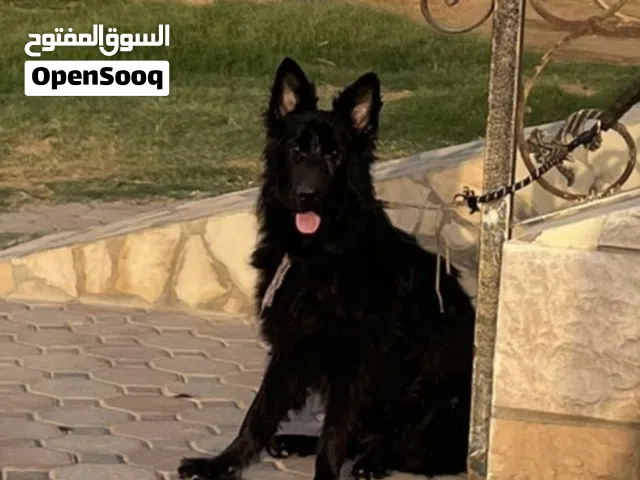 انثى بلاك جاك