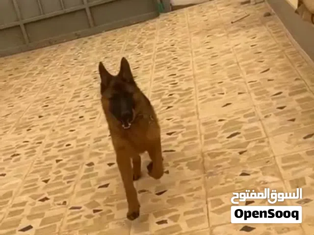 كلب لونق هير