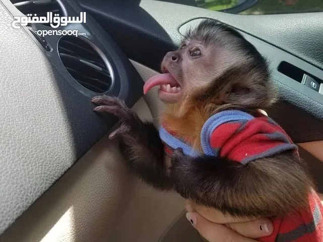 male capuchin monkey 18 months
