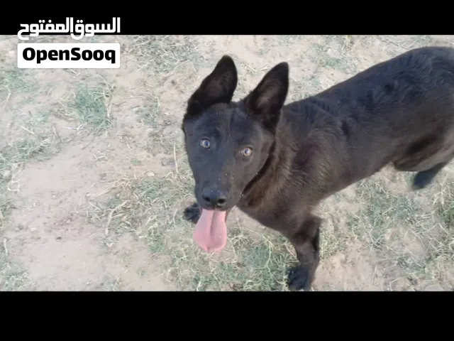 جرو ذكر للبيع ملينوا