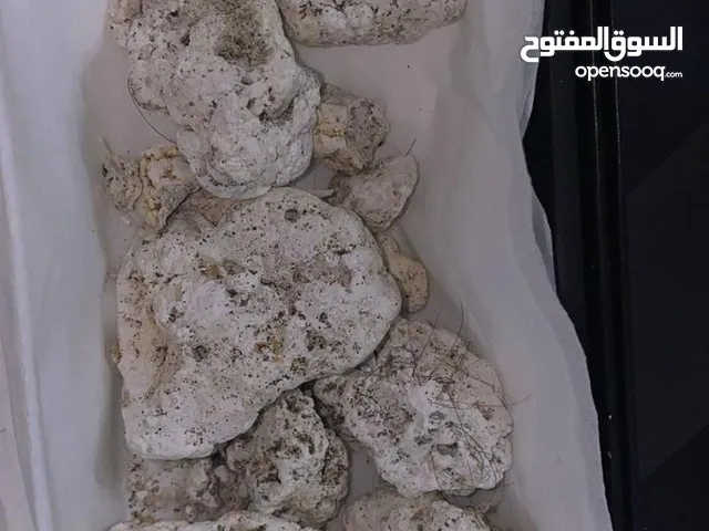 عنبر الحوت