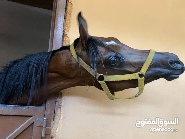 مهر اصيل واهو مسجل للبيع