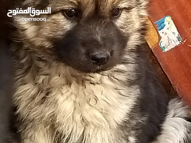 جراء جرمن توب