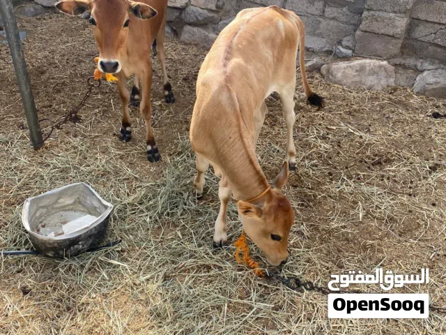 عجلتين عمانيات