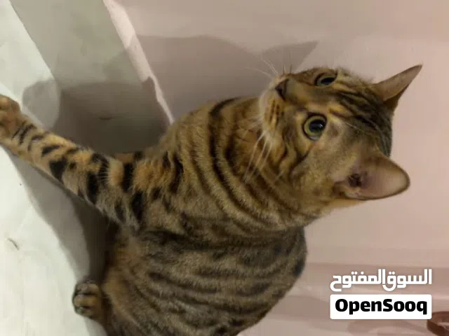 قطو بنغالي معه جواز ومعقم و مطعم  حط سعرك و شله ذكر عمره 4 سنين
