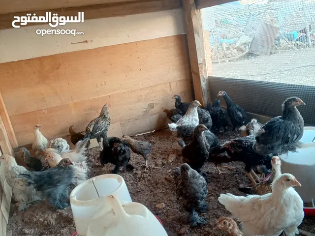 براهمي سوبر