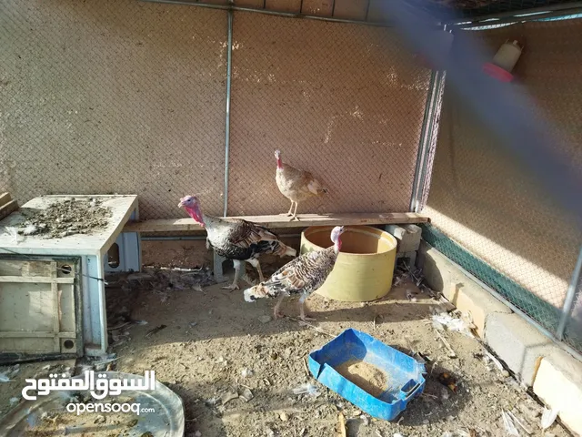 للبيع دجاج رومي إنتاج