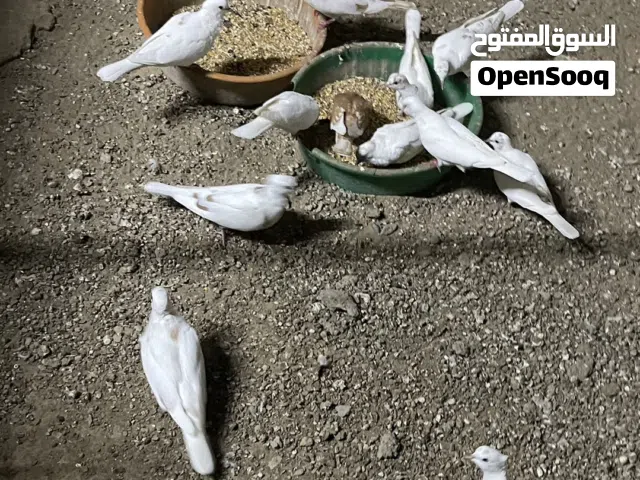 عفاد وحب رمان