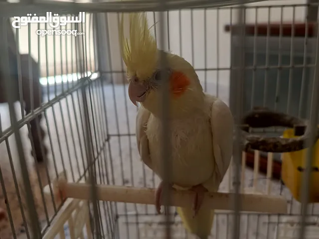 ذكر كوكتيل للبيع اوللبدل عل كناري أو حسون العنوان عمان حي نزال الذراع الغربي
