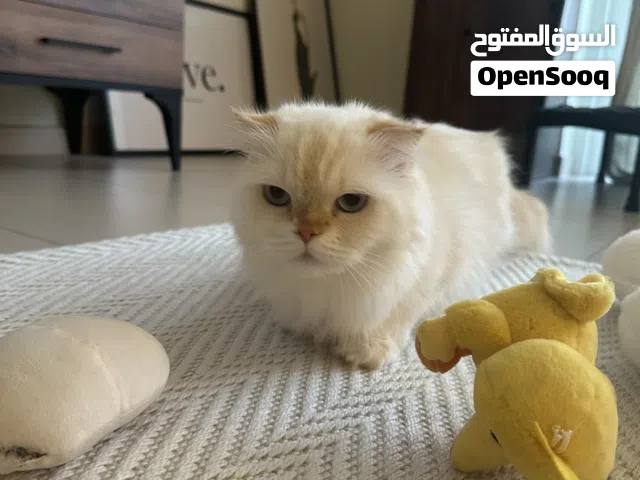 قطة أنثى للتبني - Female cat for adoption