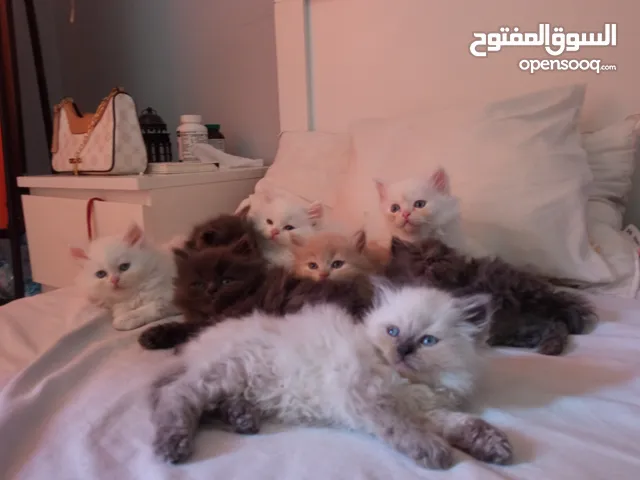 قطط شيرازي للبيع العمر شهرين لعوبين جدا عيونهم ملونة مكس شيرازي و شانشيلا