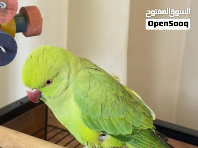 انثى درة اليفة 50% للبيع او للبدل على انثى اليفة 100% مع فرق السعر