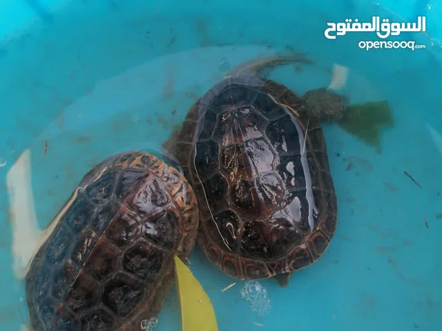 سلاحف اقره الوصف