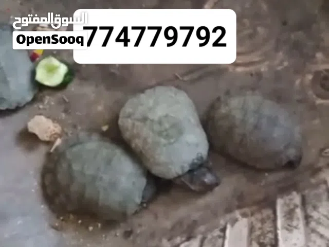 حيوانات ///سلاحف صغار للبيع وغيرها