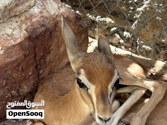 عنز اليفه موقع جعلان