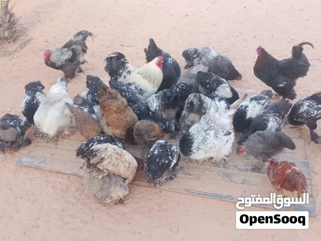 اعتاتيق برهمه للبيع