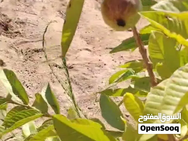 Farm Land for Sale in Aqaba Other