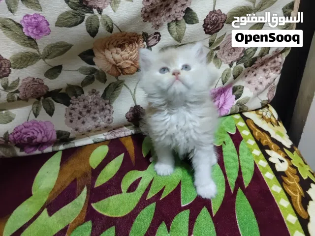 متاح بفضل الله قطط شرازي مون فيس عمر 45 يوم ولدين وبنوته وحده مطعمين ديدان وحشرات متعودين علي الليتر
