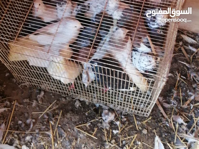 حمام مكس حلوات