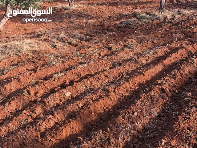 Farm Land for Sale in Irbid Huwwarah