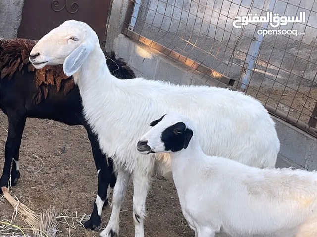 جعد للبيع عشار عدد راسين