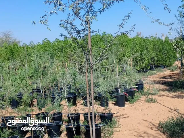 Ghaf Tree Prospis Cineria For Sale All UAE