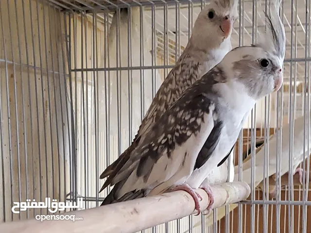 زوج كوكتيل فرنسي الليف ومنتج