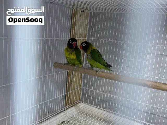 زوج غندور فيشر افريقي خط اول ب125