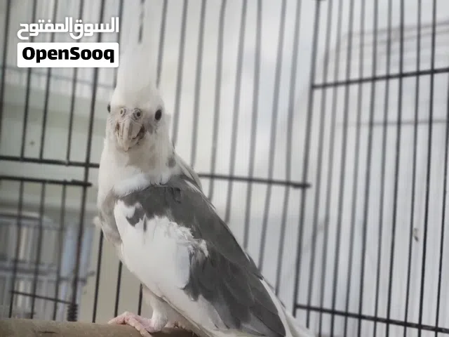 ..... .......للبيع