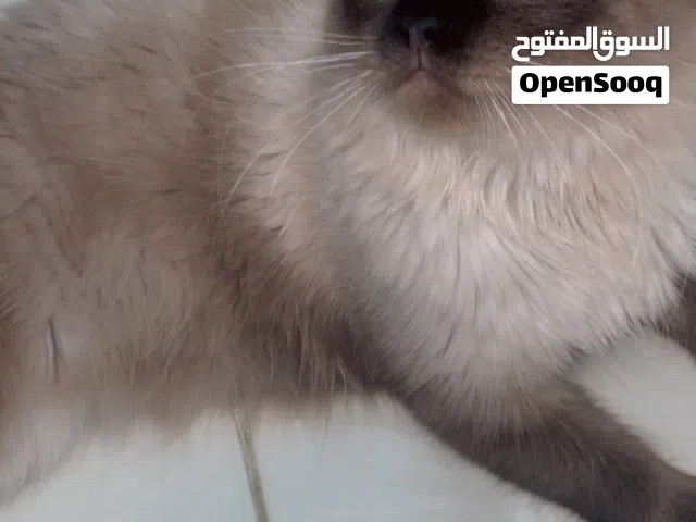 قط هملايا ذكر