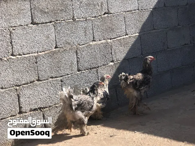 دجاج ابرهما للبيع