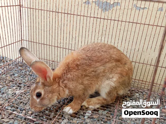 ارانب ذكور للبيع  اقرا الوصف مهم