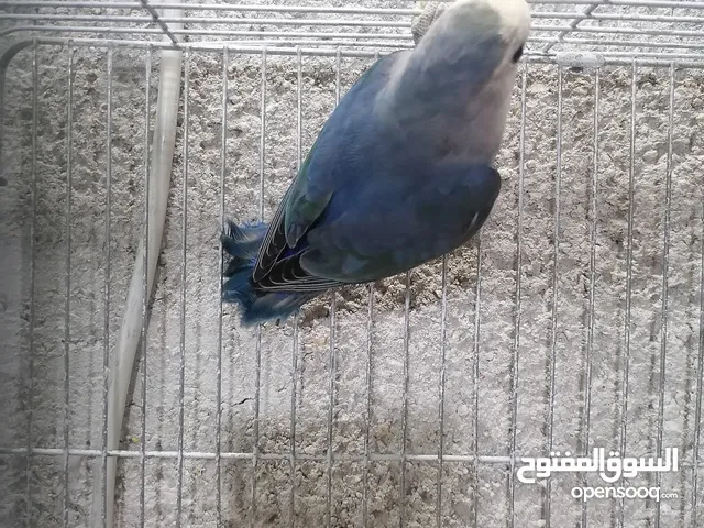 طيره روز للبيع