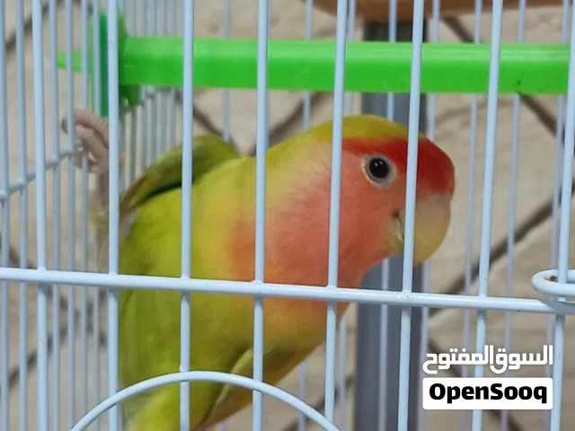 روز محلي للبيع
