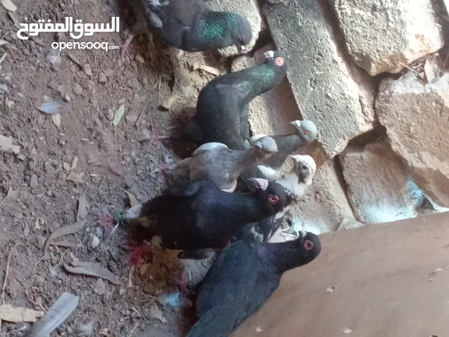 حمام جواز جواز للبيع