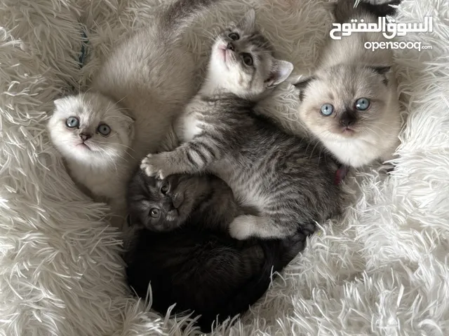 Cat for sell munchkin Scottish fold قطوه سكوتش فولد ماك جكن