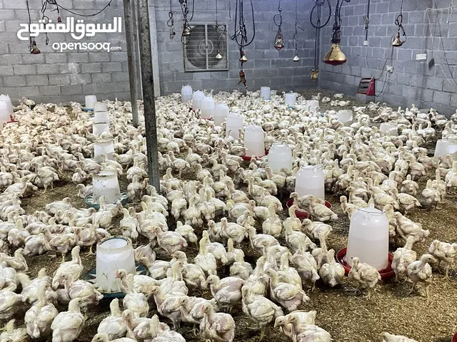 دجاج الهندي لاحم